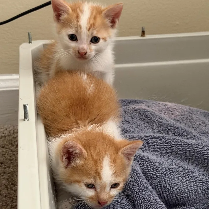 A baby small-sized male Orange / Red Domestic Short Hair cat named Louis for adoption in Auburn, AL