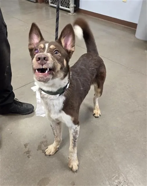 A young large-sized male Australian Kelpie dog named Prince Eric for adoption in Phoenix, AZ