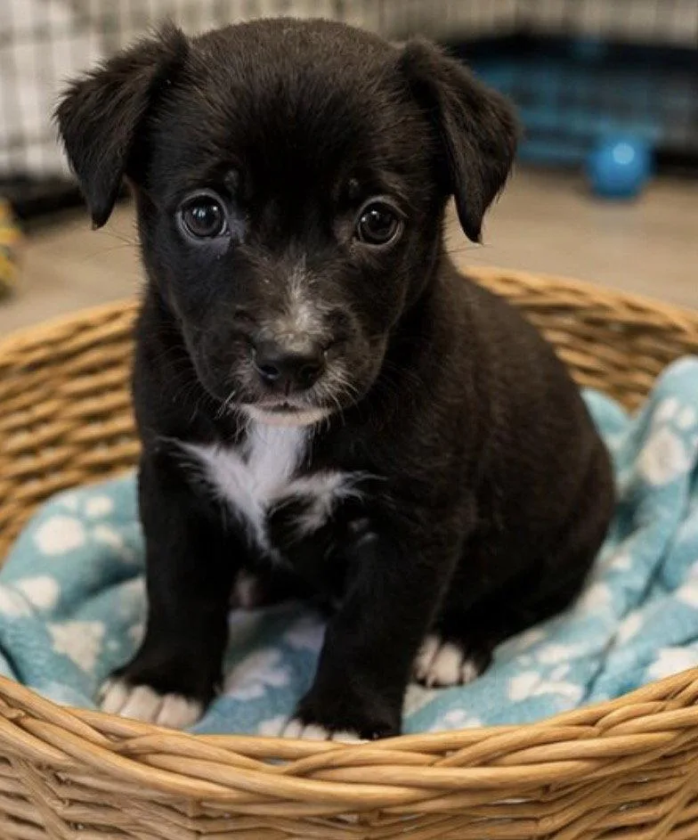 A baby medium-sized female Labrador Retriever dog named Alana for adoption in Margate, FL