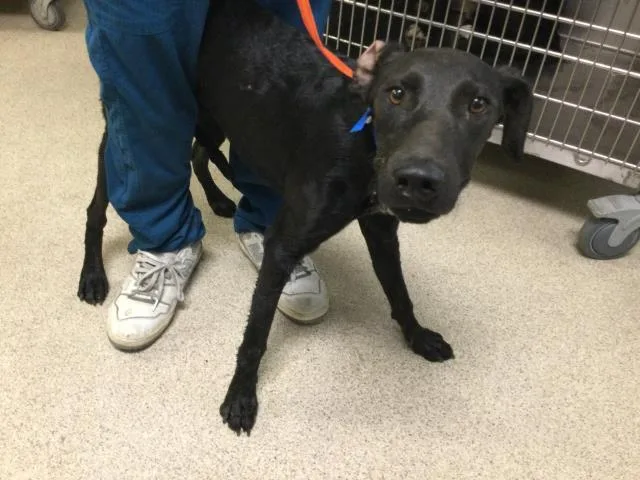 A young large-sized male German Shepherd Dog dog named Cosmo for adoption in Riverside, CA