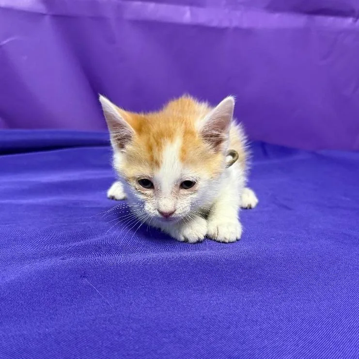 A baby small-sized male Orange / Red Domestic Short Hair cat named Quan for adoption in North Myrtle Beach, SC