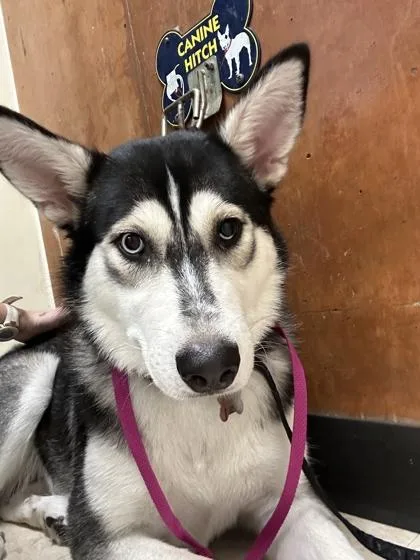 An adult medium-sized female Siberian Husky dog named Starla for adoption in Burlington, WA