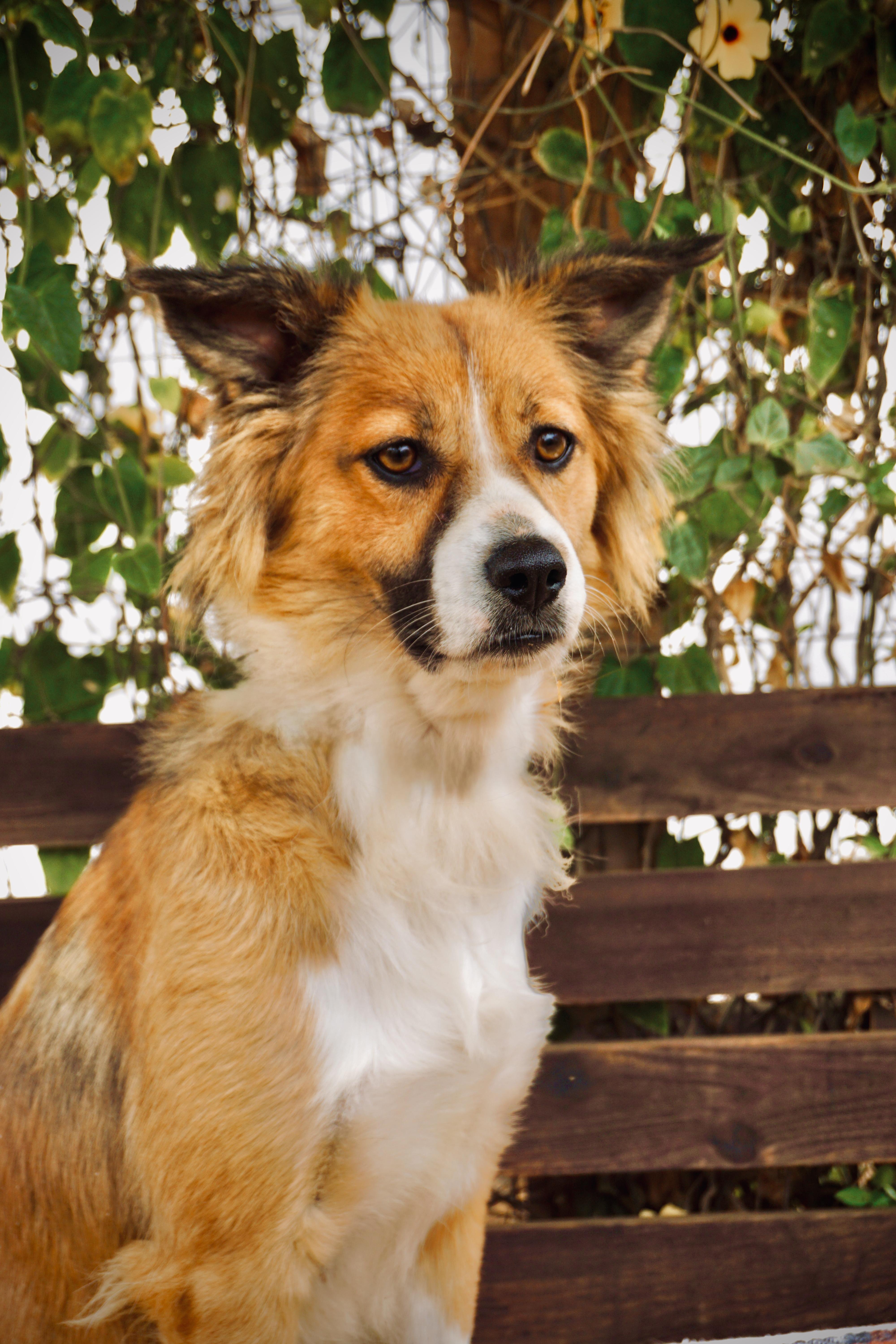 A young medium-sized female Australian Shepherd dog named Girl Scout for adoption in San Diego, CA