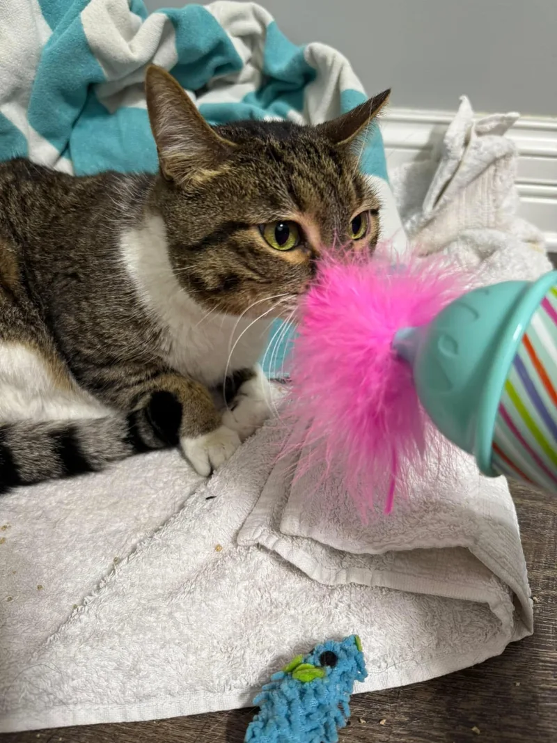 An adult medium-sized female Tabby (Gray / Blue / Silver) Domestic Short Hair cat named Bitsy for adoption in Corydon, IN