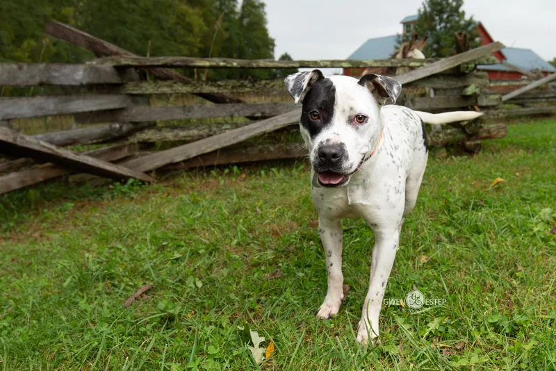An adult medium-sized female White / Cream Pit Bull Terrier dog named Nova for adoption in Dayton, OH