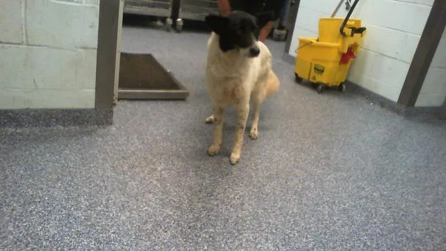 A young medium-sized female Border Collie dog named Camila for adoption in Charlotte, NC