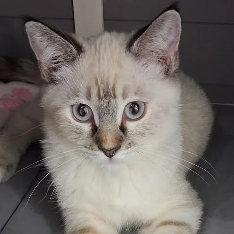 A baby medium-sized female Siamese cat named Sarah for adoption in Mesquite, NV