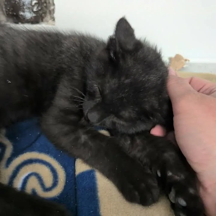 A baby small-sized male Black Domestic Long Hair cat named Kookaburra for adoption in Spanish Fork, UT