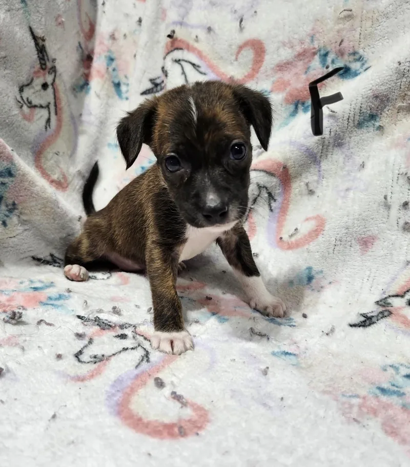 A baby small-sized female White / Cream American Staffordshire Terrier dog named Cassidy for adoption in Hamilton , NJ