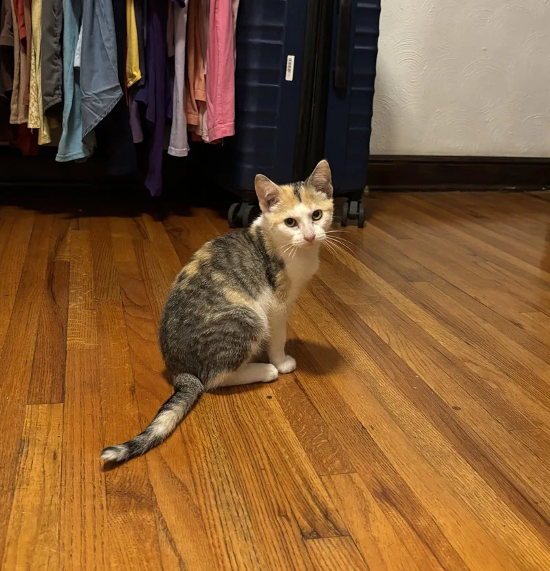 A young medium-sized female Domestic Short Hair cat named Blossom for adoption in Zimmerman, MN
