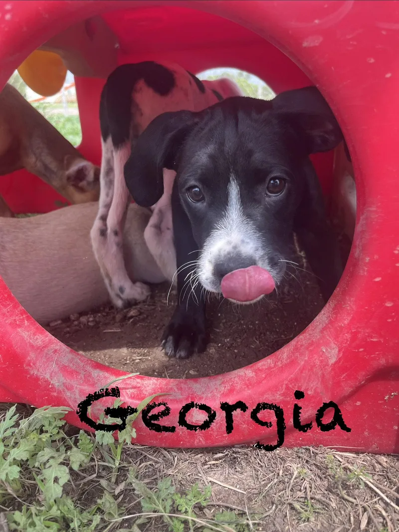 Georgia
