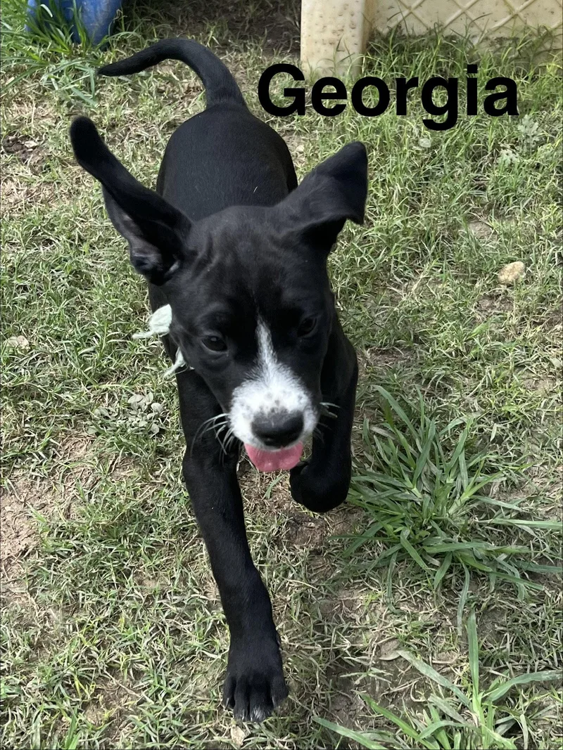 Georgia thumbnail 2