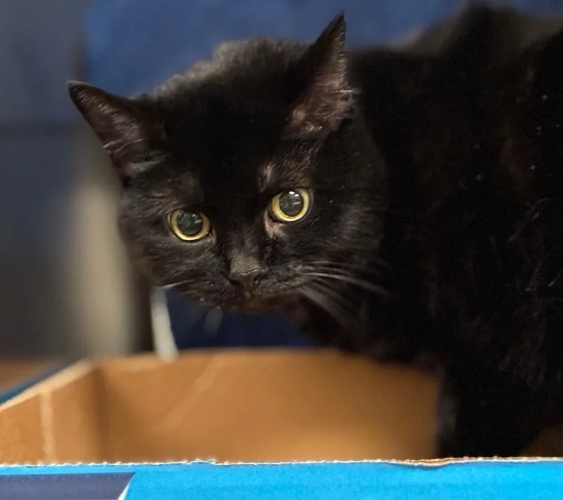 An adult small-sized female Black Domestic Short Hair cat named Pretty Girl for adoption in Cincinnati, OH