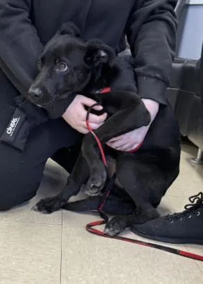 A baby medium-sized male Labrador Retriever dog named River for adoption in Killeen, TX