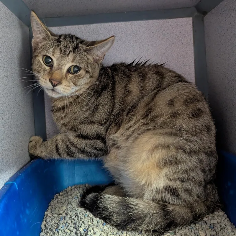 A baby medium-sized male Brown / Chocolate Domestic Short Hair cat named Comfy for adoption in Evansville, IN