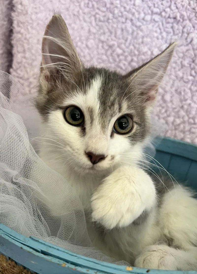 A young medium-sized female Domestic Long Hair cat named Islamarada for adoption in Saint Augustine, FL
