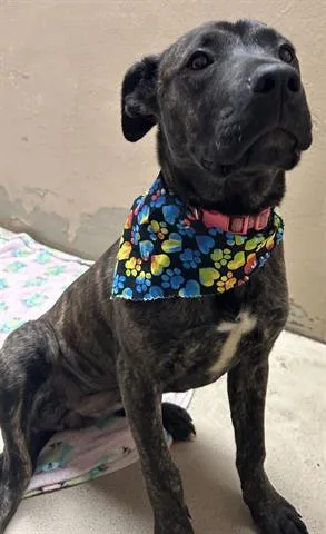 A baby medium-sized female Pit Bull Terrier dog named Kateri for adoption in Dayton, OH