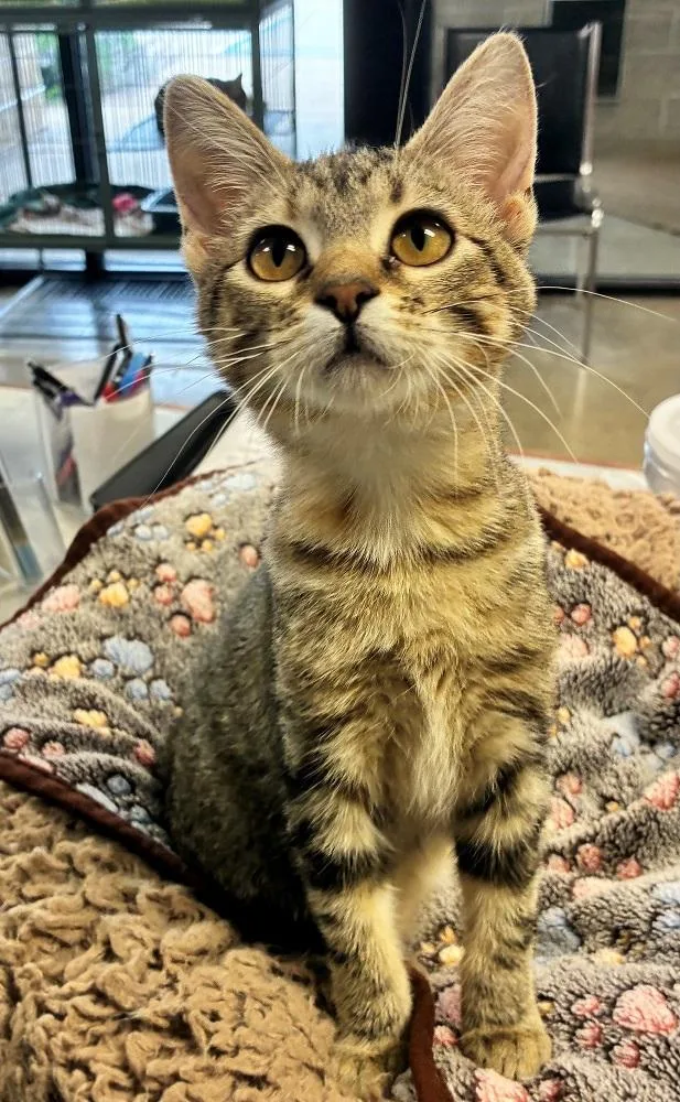 A baby medium-sized female Torbie Domestic Short Hair cat named Flutter for adoption in Mason City, IA