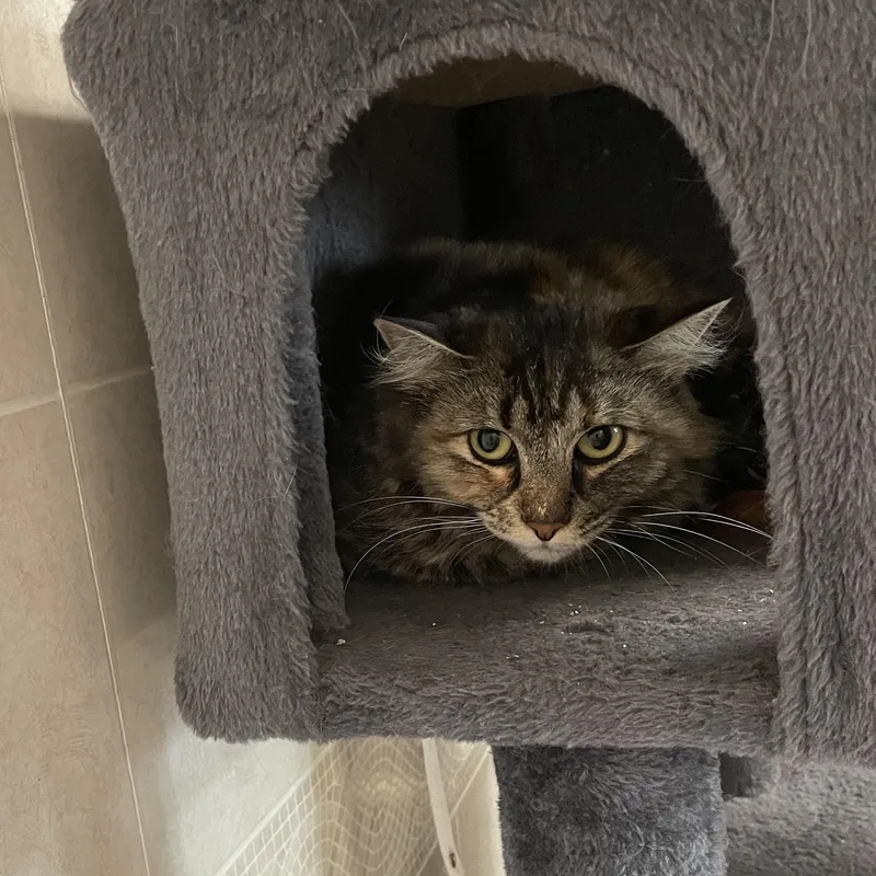 A young medium-sized female Gray & White Domestic Medium Hair cat named Honey for adoption in North Kingstown, RI