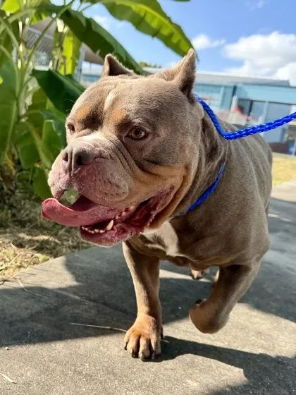 An adult large-sized male American Bulldog dog named Rocky for adoption in New Orleans, LA
