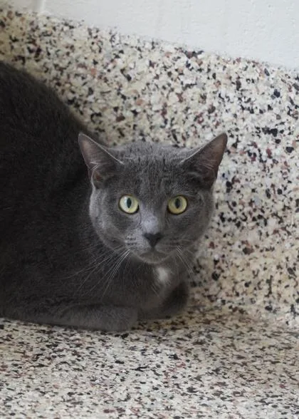 An adult medium-sized male Domestic Short Hair cat named Remington for adoption in Aiken, SC