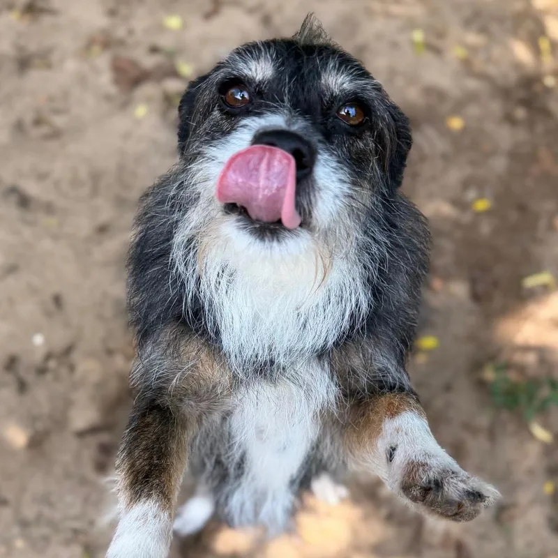 A senior small-sized female Gray / Blue / Silver Mixed Breed dog named Stella for adoption in Pensacola, FL