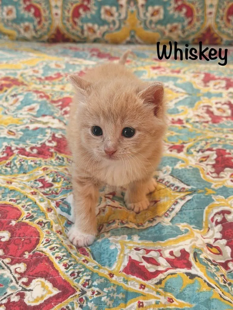 A baby medium-sized male Domestic Short Hair cat named Whiskey for adoption in Hoover , AL