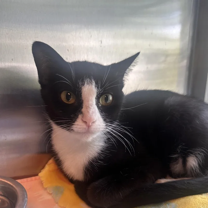 An adult medium-sized female Black Domestic Short Hair cat named Zelda for adoption in Columbia Station, OH