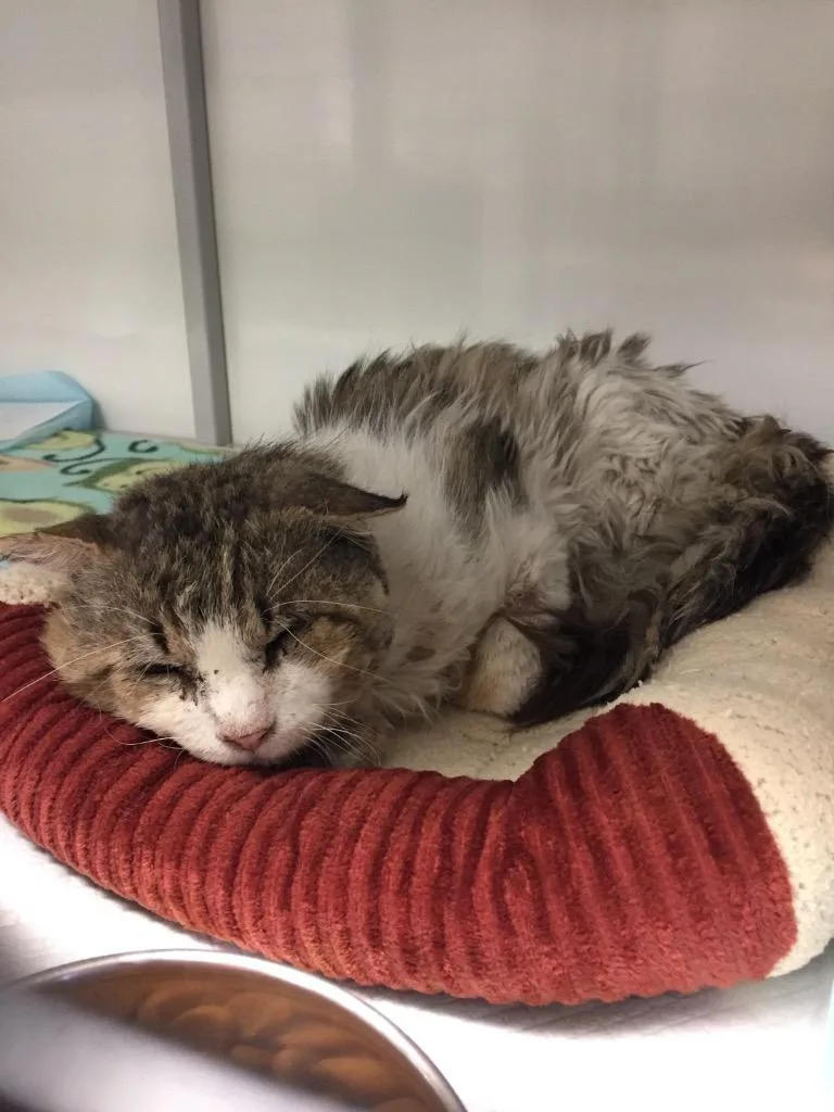 An adult medium-sized male Domestic Medium Hair cat named Hornet for adoption in Peoria, AZ