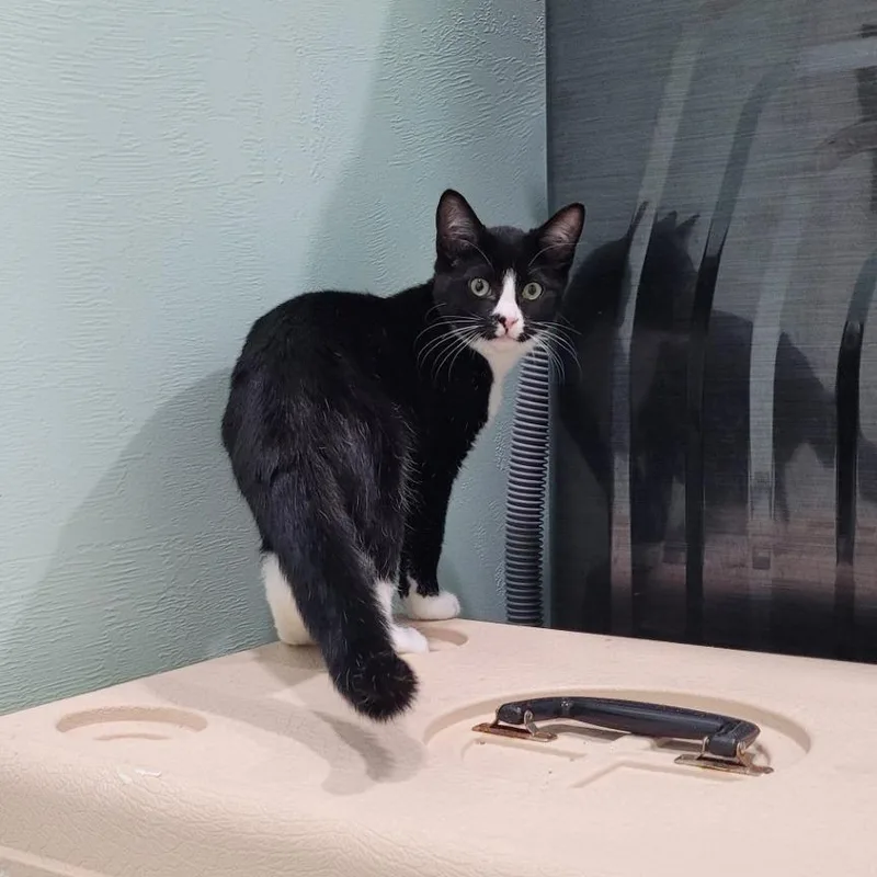 A baby small-sized female Domestic Short Hair cat named Maple for adoption in Coos Bay, OR