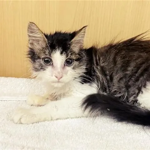 A baby small-sized male Brown / Chocolate Domestic Long Hair cat named Scottie for adoption in Saint Louis, MO