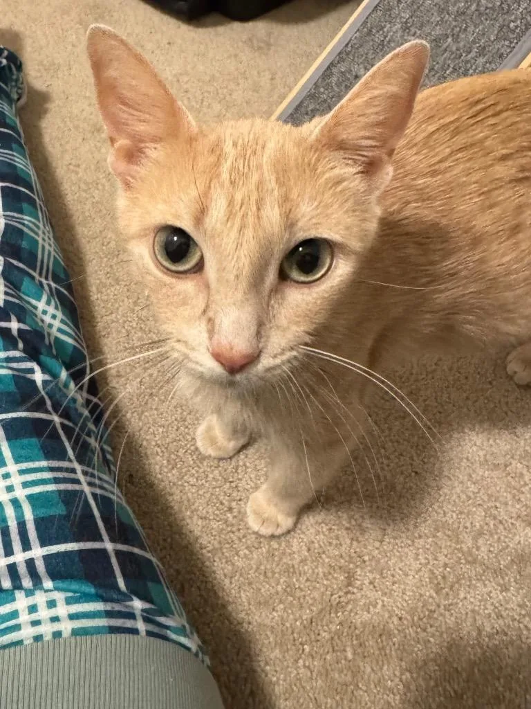 A young small-sized female Domestic Short Hair cat named Fanta for adoption in Shorewood, IL