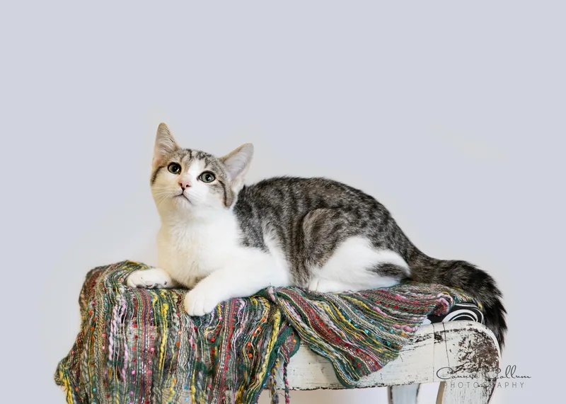 A young medium-sized male Tabby (Gray / Blue / Silver) Domestic Short Hair cat named Stephan for adoption in Homewood, AL