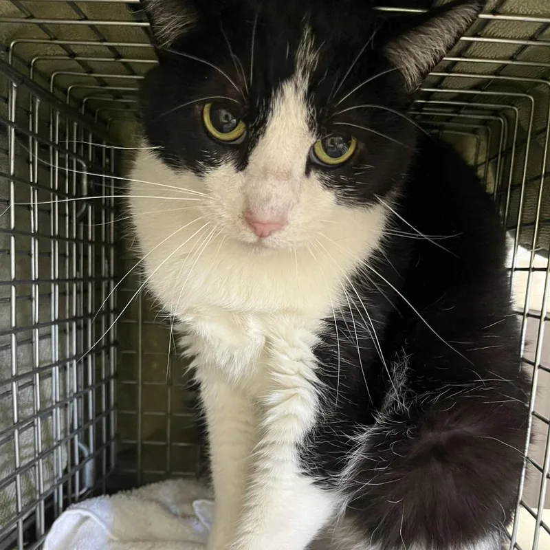 An adult large-sized male Black Domestic Short Hair cat named Shakespeare for adoption in Oak Park, IL