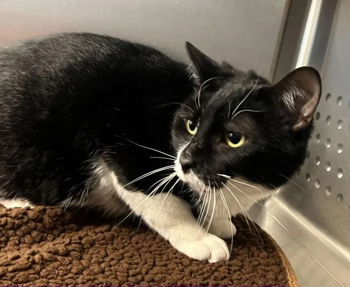An adult medium-sized male Black & White / Tuxedo Domestic Short Hair cat named Tux for adoption in Jackson, MI
