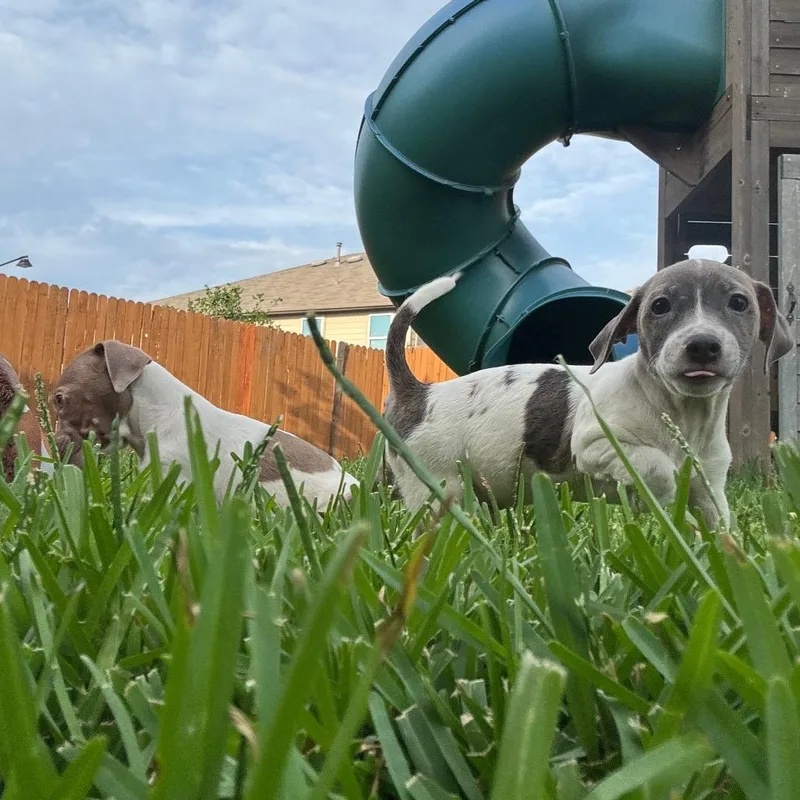 A baby small-sized male Chihuahua dog named Charlie Brown for adoption in San Antonio, TX
