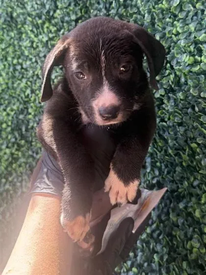 A baby small-sized female Black Pit Bull Terrier dog named 61262057 for adoption in El Paso, TX