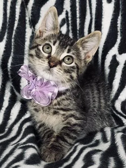 A baby medium-sized male Tabby (Gray / Blue / Silver) Tabby cat named Oliver for adoption in Long Beach, NY