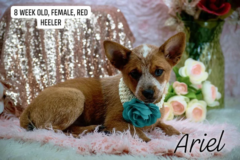 A baby small-sized female Australian Cattle Dog / Blue Heeler dog named Ariel for adoption in Sevierville, TN