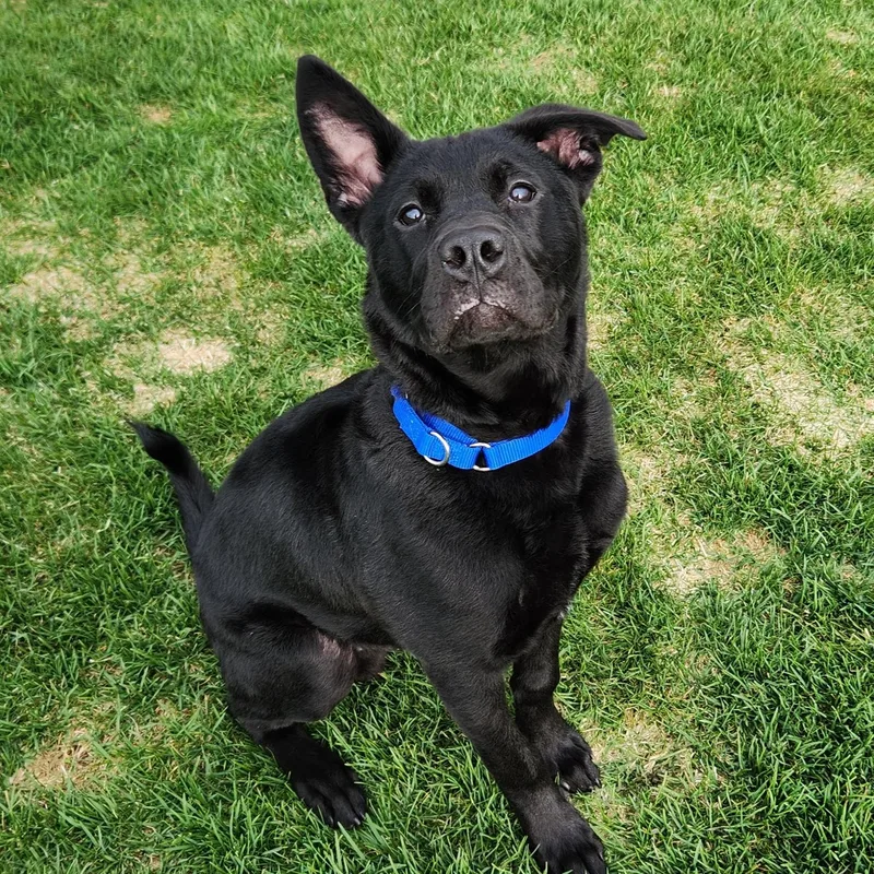 A young medium-sized male Black Mixed Breed dog named Elmo for adoption in Marshfield, WI