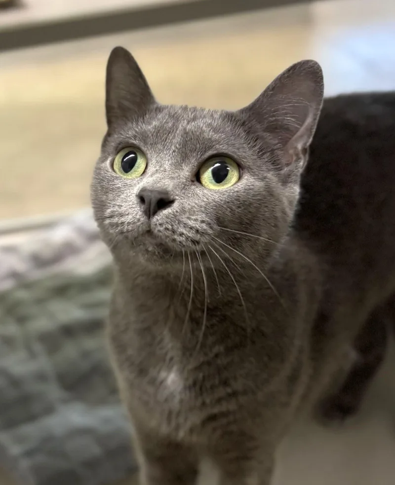 A young medium-sized female Domestic Short Hair cat named Tongs for adoption in Iowa City, IA
