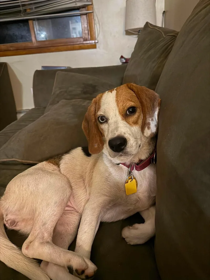 A young small-sized female Tricolor (Brown, Black, & White) Beagle dog named Trixie for adoption in tannersville, PA