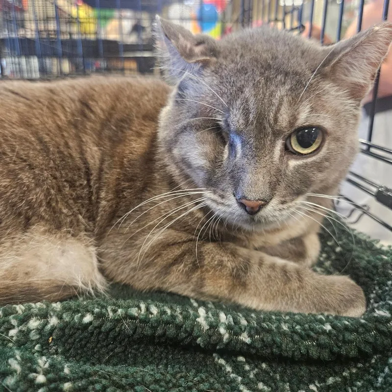 A senior small-sized male Gray / Blue / Silver Domestic Short Hair cat named Artemios for adoption in Grantsville, UT