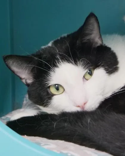 An adult medium-sized male Domestic Short Hair cat named Nike for adoption in Fishers, IN