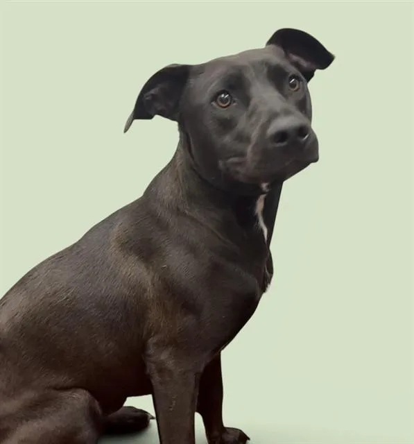 A young medium-sized male Pit Bull Terrier dog named Shadow for adoption in Agoura, CA