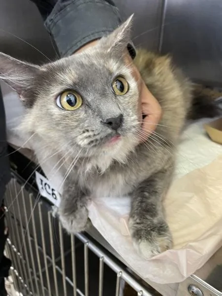 An adult small-sized female Domestic Long Hair cat named Button for adoption in Victorville, CA