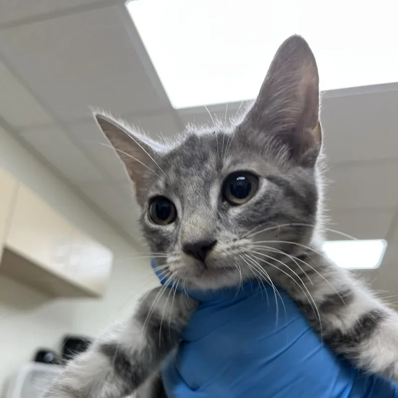 A baby small-sized female Gray / Blue / Silver Domestic Short Hair cat named Ash for adoption in Harrisonburg, VA