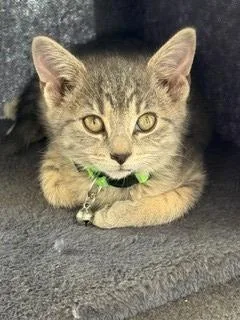 A baby small-sized female Domestic Short Hair cat named Bernice for adoption in Sidney, OH