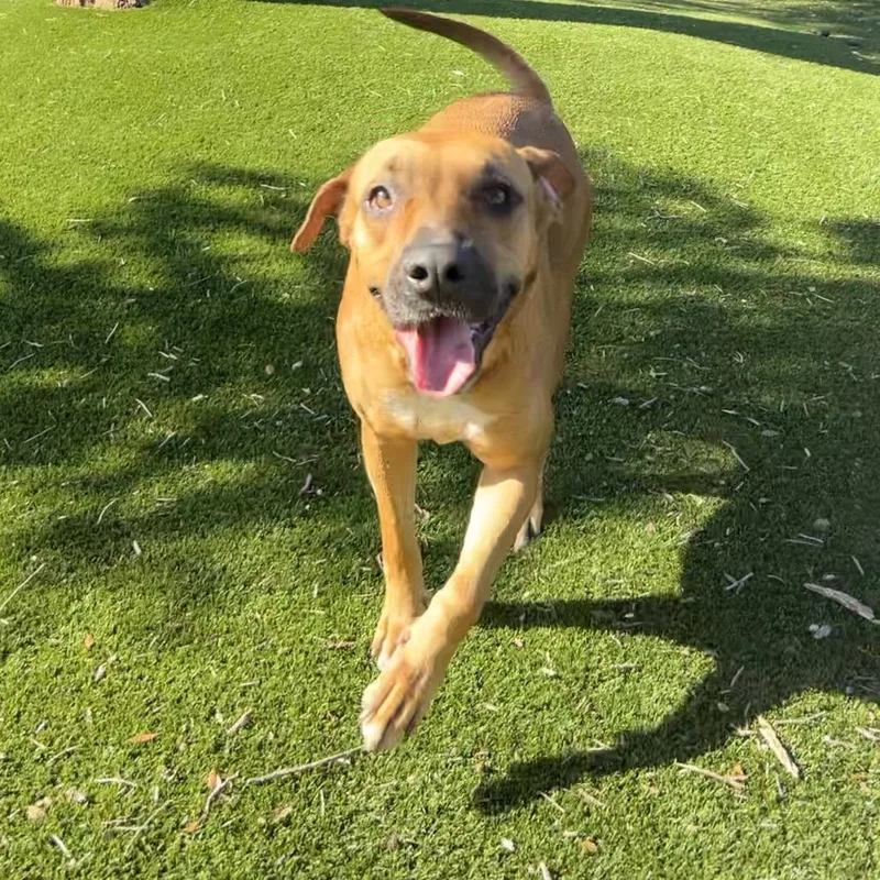 An adult medium-sized female Brown / Chocolate Mixed Breed dog named Shay for adoption in LOXAHATCHEE, FL