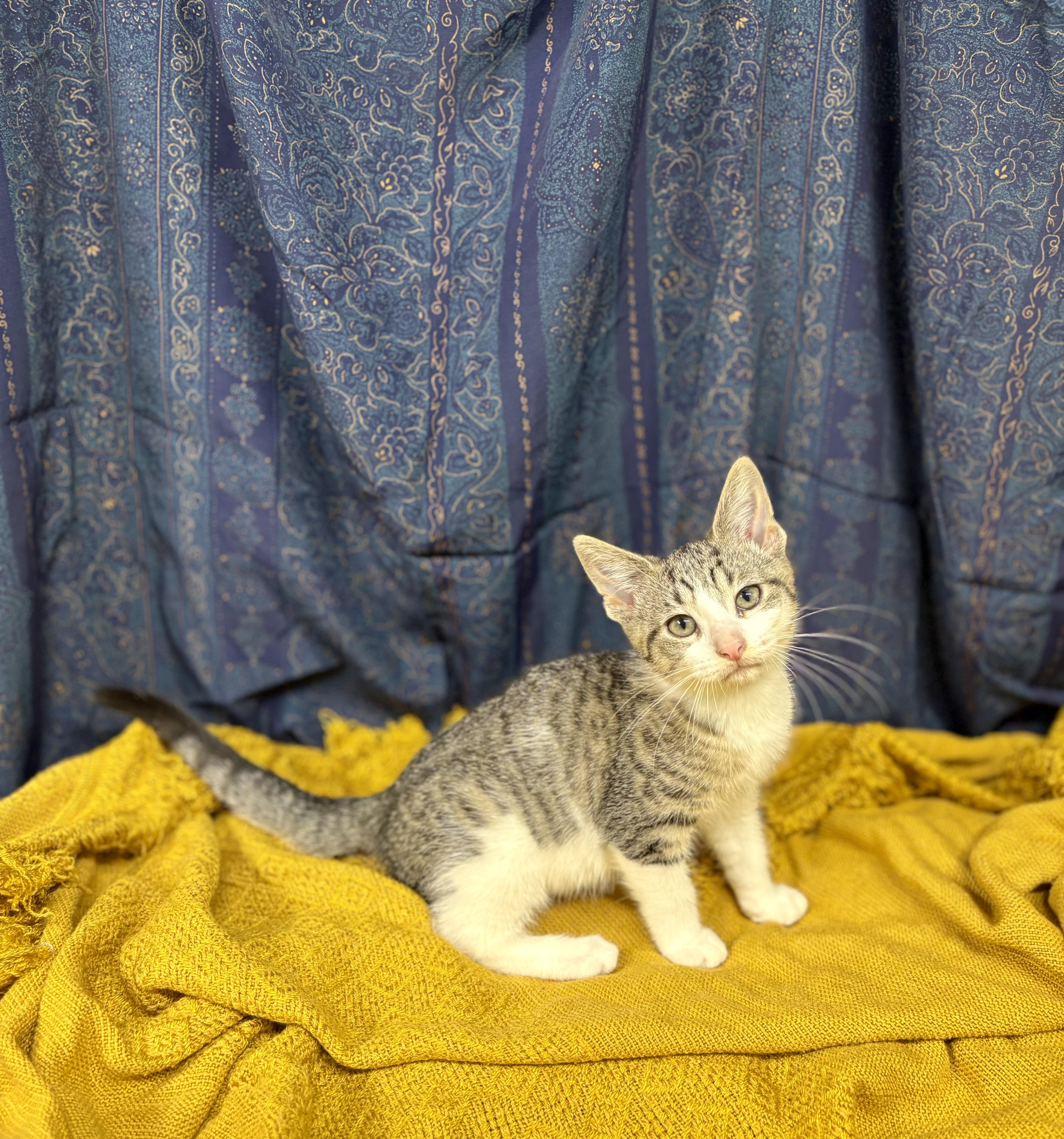A young medium-sized female Tabby (Tiger Striped) Domestic Short Hair cat named Buttercup for adoption in Upper Sandusky, OH